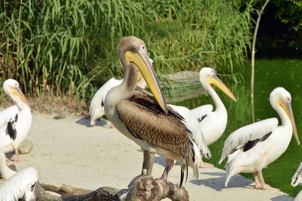 Pelikan steht an einem kleinen See — Stockfoto