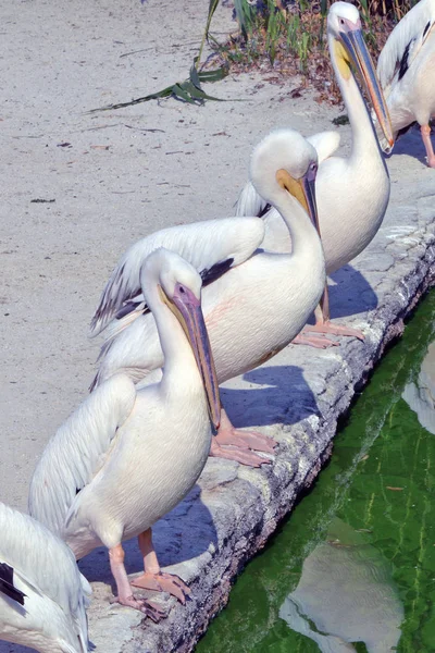 Pelikan steht an einem kleinen See — Stockfoto