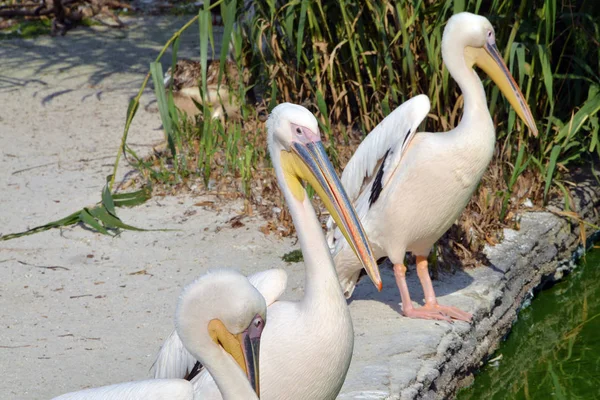 Pelikan steht an einem kleinen See — Stockfoto