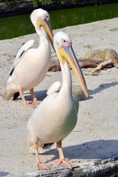 Pelikan steht an einem kleinen See — Stockfoto