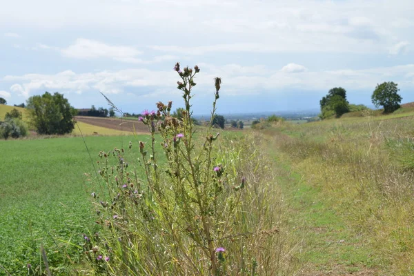 Kırsal manzara. Monferrato, Piedmont, İtalya — Stok fotoğraf
