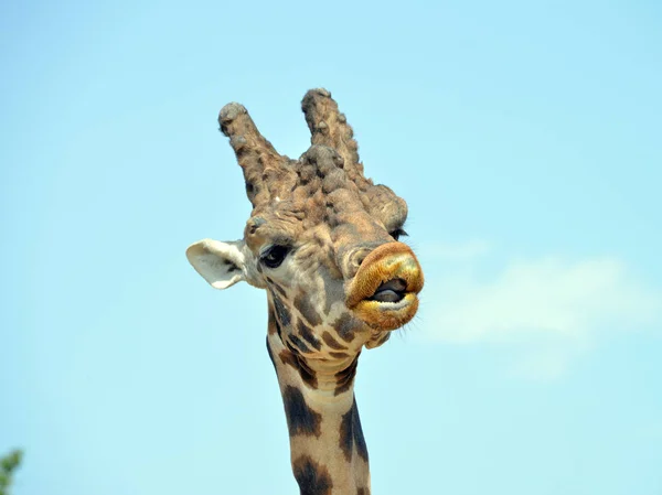 Giraff i förgrunden — Stockfoto