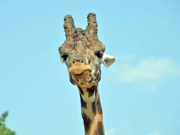 Giraffe op de voorgrond — Stockfoto