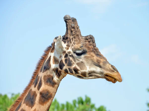 Giraff i förgrunden — Stockfoto