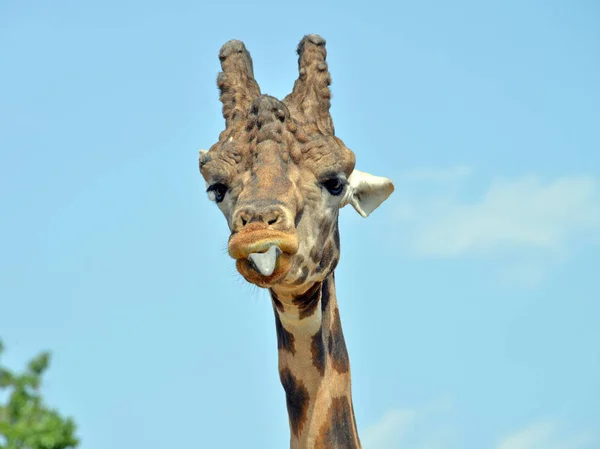 Giraff i förgrunden — Stockfoto