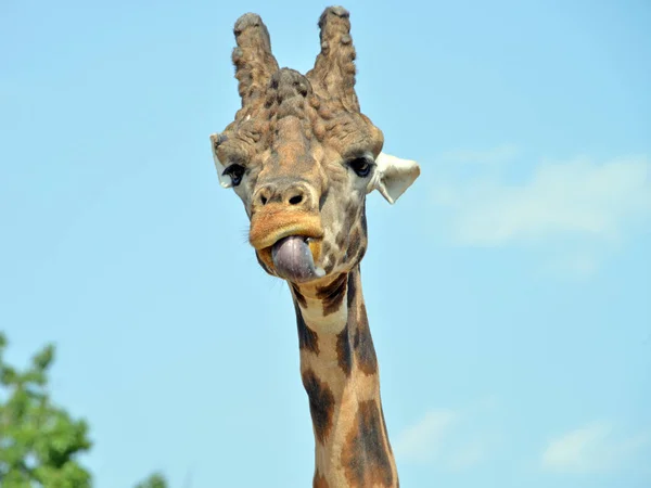 Giraff i förgrunden — Stockfoto