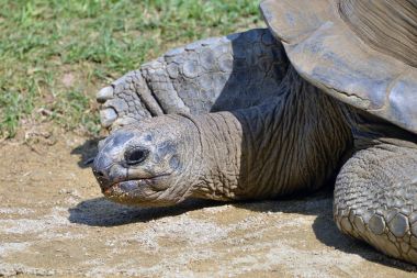 Sudan dev kaplumbağa geliyor. 