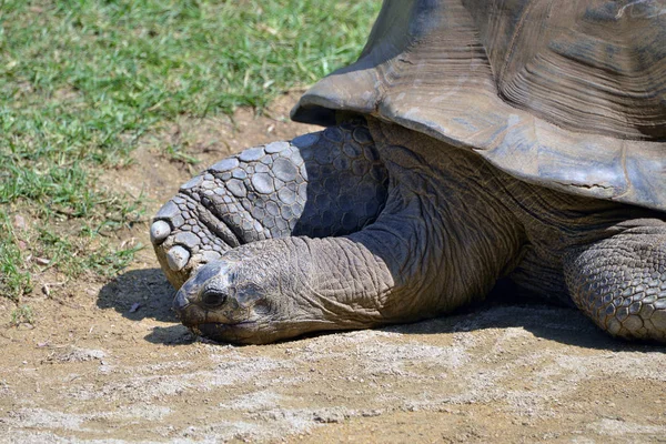 Reuze schildpad komt uit het water. — Stockfoto