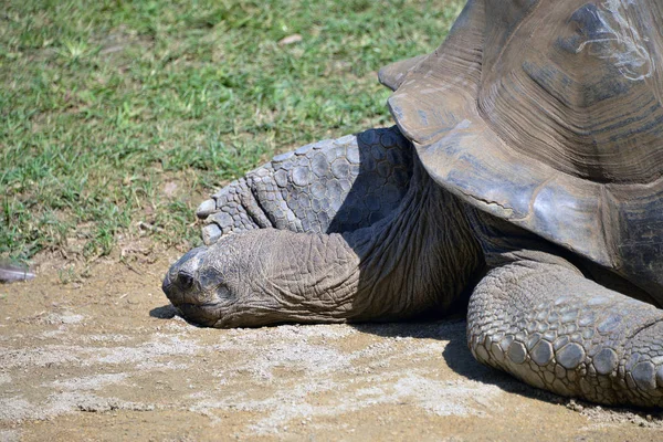 Reuze schildpad komt uit het water. — Stockfoto