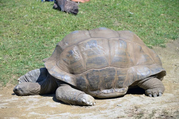 Obří želva nevyteče voda. — Stock fotografie