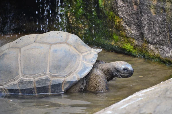 Reuze schildpad komt uit het water. — Stockfoto