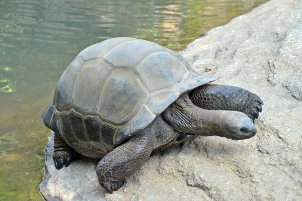Reuze schildpad komt uit het water. — Stockfoto