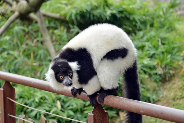 Lemurs in the foreground — Stock Photo, Image