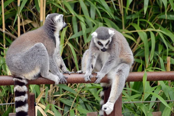 Lemurs in the foreground — Stock Photo, Image