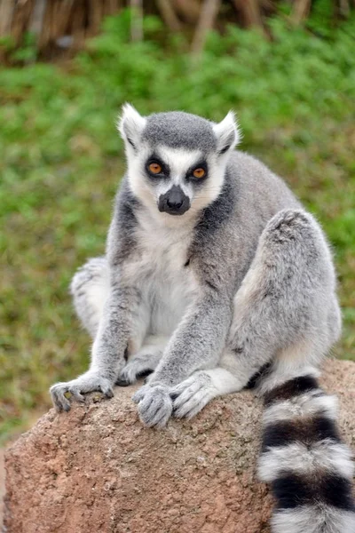 Lemurlar ön planda — Stok fotoğraf