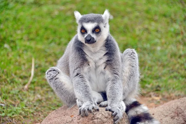 Lemurs in the foreground — Stock Photo, Image