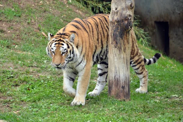 En tiger i förgrunden — Stockfoto