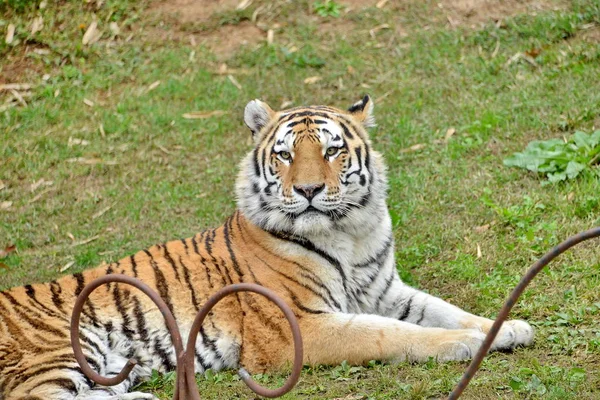 A tiger in the foreground — Stock Photo, Image