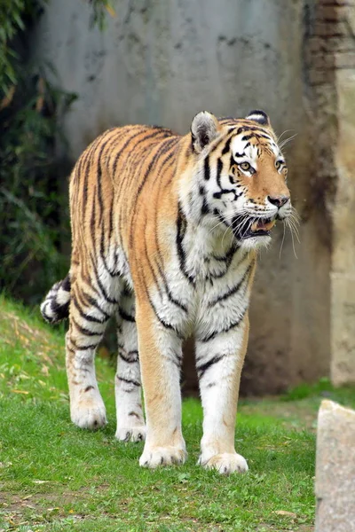 A tiger in the foreground — Stock Photo, Image