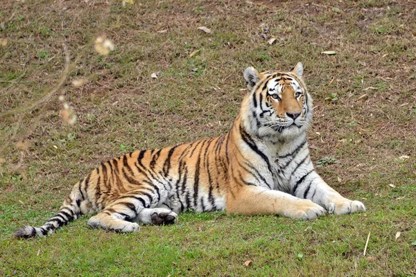 Um tigre em primeiro plano — Fotografia de Stock