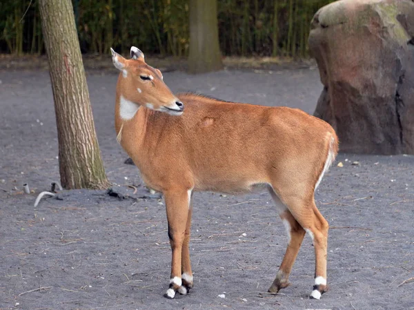 Antilope im Vordergrund — Stockfoto