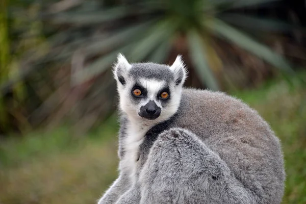 Lemurs in the foreground Stock Picture