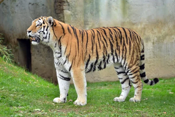 Um tigre em primeiro plano Imagem De Stock