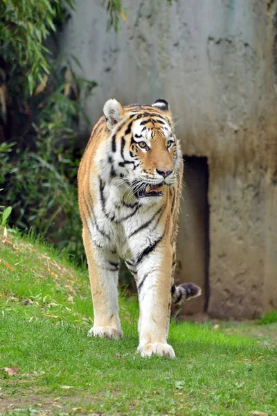 Ein Tiger im Vordergrund lizenzfreie Stockbilder