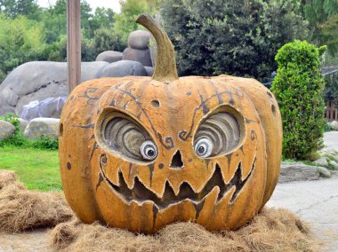 Cadılar Bayramı Balkabağı 