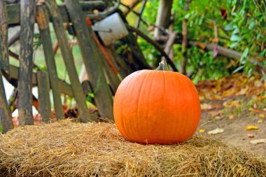 Cadılar Bayramı Balkabağı 