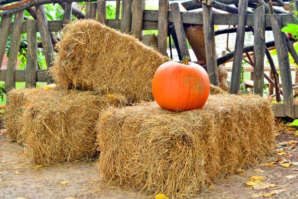 Cadılar Bayramı Balkabağı 