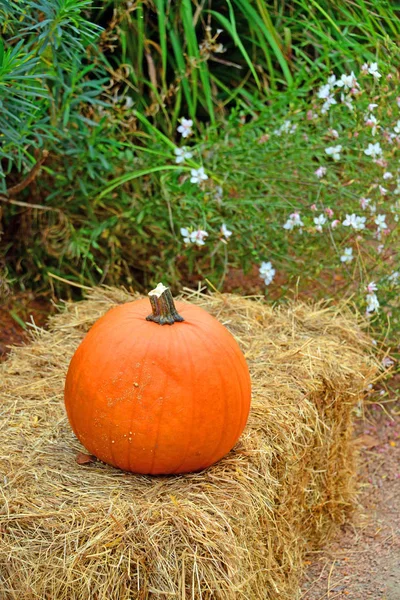 Uma abóbora de Halloween — Fotografia de Stock