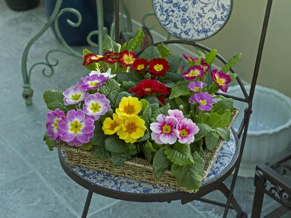 A wicker tray with colourful Primula, Polyanthus in a conservatory — Stock Photo, Image
