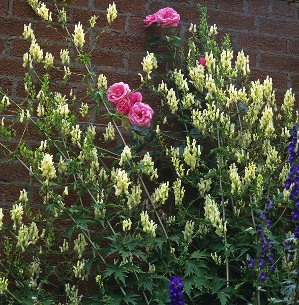 Aconitum Lamarckii vulparia and pees by a garden wall — стоковое фото