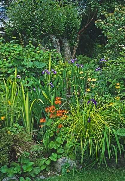 Un jardín de montaña galés con plantación mixta de arbustos y flores — Foto de Stock