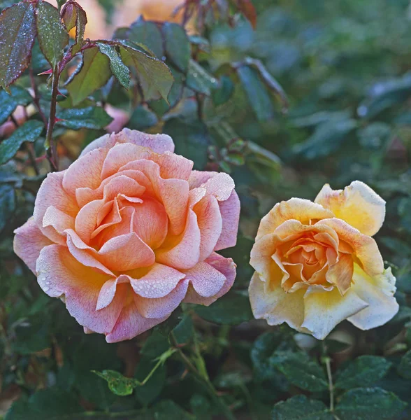 Κοντινό πλάνο του απαλού ροζ Rosa 'Αρωματικό Όνειρο' σε ένα λουλούδι σύνορα — Φωτογραφία Αρχείου