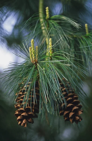 Κοντινό πλάνο του Pinus Ayacahuite με κώνους — Φωτογραφία Αρχείου