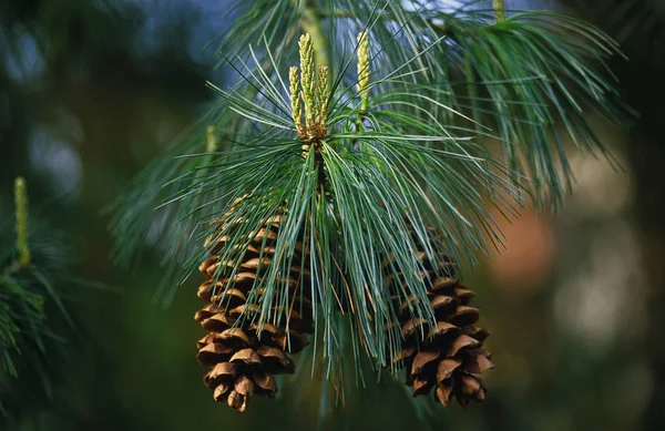 Zbliżenie Pinus Ayacahuite z szyszki — Zdjęcie stockowe