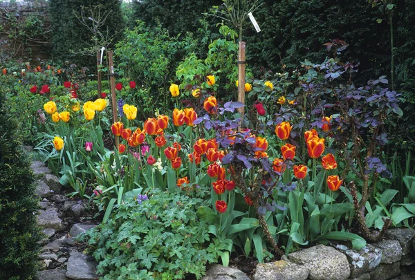 Bordure printanière colorée de tulipes dans un Counry House Gardens — Photo