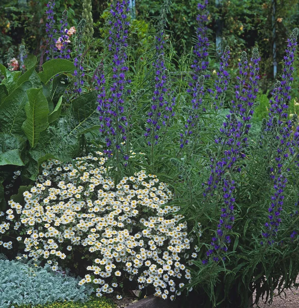 Primo piano di un confine floreale con Salvia e Argyranthemum — Foto Stock