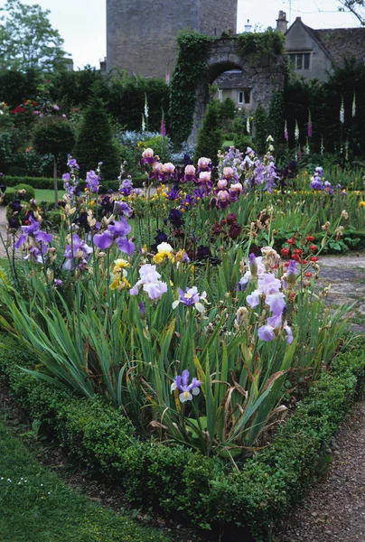 Brarded Iris 'in renkli sınırı bir kır evi bahçesinde. — Stok fotoğraf