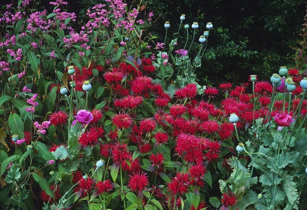 Détail de la frontière colorée avec Monarda didyma dans un jardin de maison de campagne — Photo