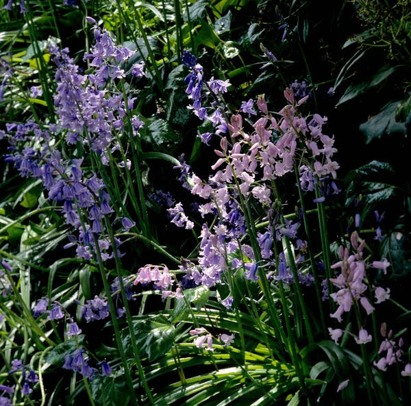Hyacinthoidea hispanica Bluebells dans un jardin de chalet — Photo