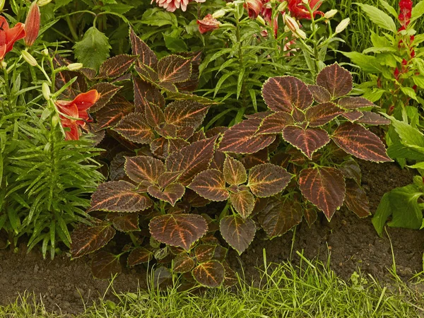 Solenostemon Scutellariodes Közelsége Virághatáron — Stock Fotó