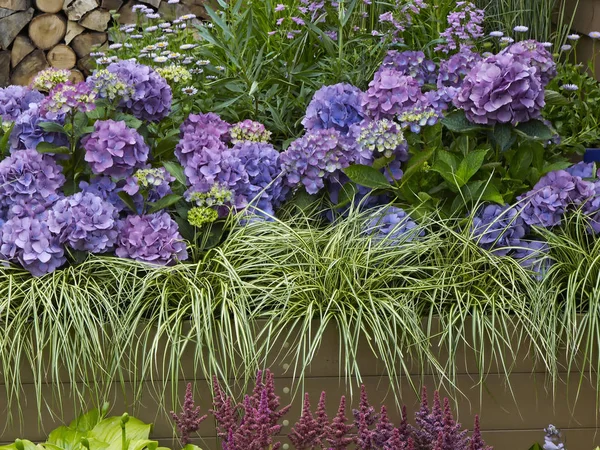 Primo piano di un colorato bordo fiorito rialzato con ortensie e erba di stipa — Foto Stock