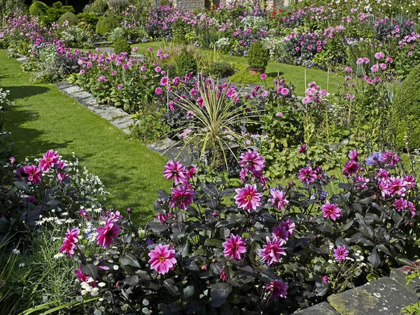 Вражаючий показ, якщо літо цвіте рожевими даліями на межі садових квітів. — стокове фото
