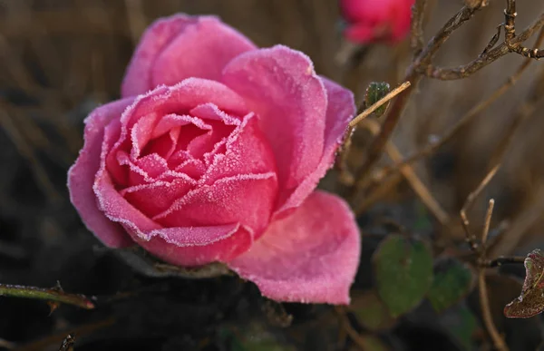 Nahaufnahme einer spät blühenden rosa Rose, bedeckt mit Tau und Winterfrost — Stockfoto