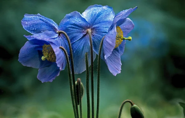 Sluiten van de bloeiende Meconopsis x sheldonii de Blauwe Himalaya papaver — Stockfoto