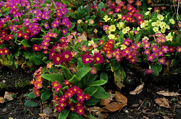 Vårvisning av färgglada Primulas i en stugträdgård — Stockfoto