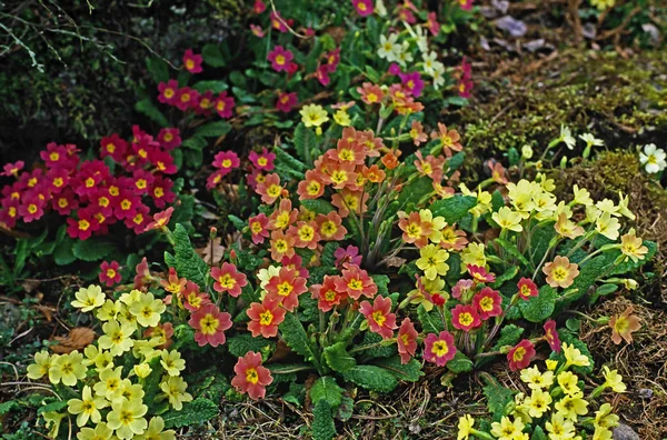 Exposição de primavera de Primulas coloridas em um jardim de casa de campo — Fotografia de Stock